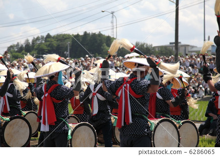 Mibu's flower rice plant Mibu's flower rice plant 6286065