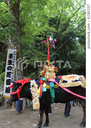 Mibu's flower rice plant Mibu's flower rice plant 6286107
