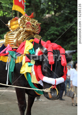 Mibu的花卉水稻 6286116