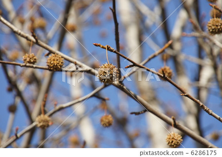 Fruit of Momigiba buffalo 6286175
