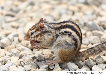 Chipmunk 6286225