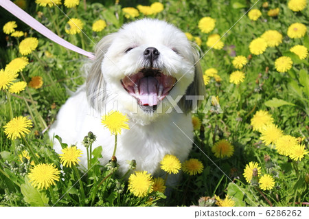 蒲公英和微笑 6286262