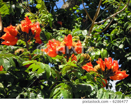 非洲鬱金香 6286477