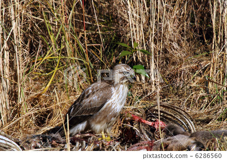 Nothing Nothing 6286560