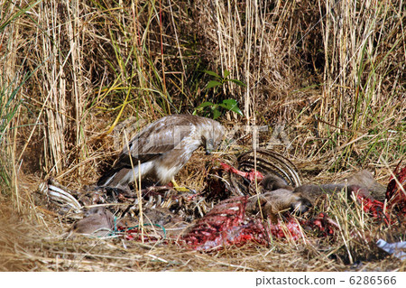 Nothing Nothing 6286566