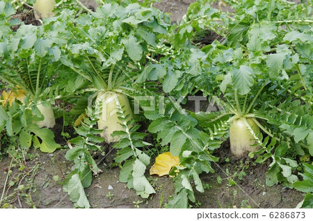 蘿蔔田 蘿蔔田 6286873