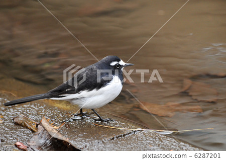 Sega Sekirei在水邊 6287201