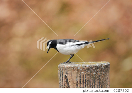 Seguro Sekirei的立場 6287202