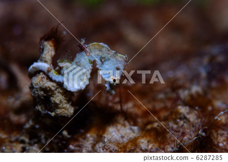 侏儒海水管 6287285