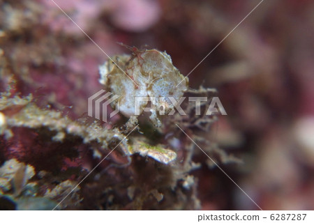 侏儒海水管 侏儒海水管 6287287