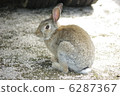 Rabbit  6287367