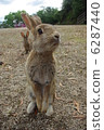 Rabbit  6287440