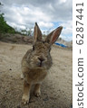 Rabbit  6287441