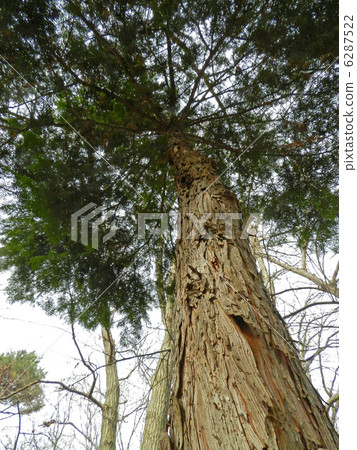 Hinoki (hinoki) 6287522