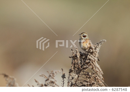 Hoyaku's winter feather has plain beauty 6287548