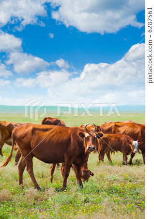 cows graze at summer meadow cows graze at summer meadow 6287561
