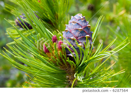 cedar cone cedar cone 6287564