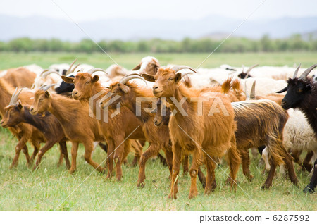 flock of goats 6287592