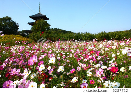 弘基寺和波斯菊II 弘基寺和波斯菊II 6287712