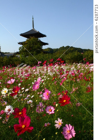 弘基寺和波斯菊II 6287713