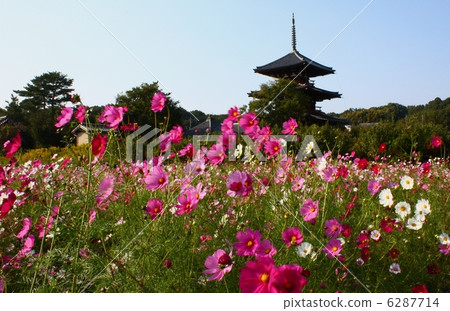 弘基寺和波斯菊II 弘基寺和波斯菊II 6287714