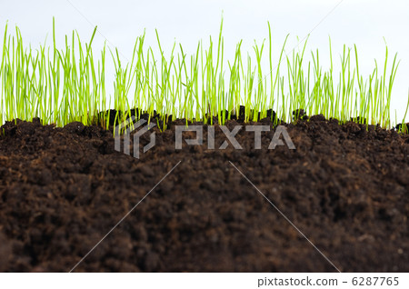 young green grass, macro 6287765