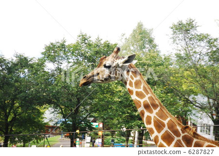 Giraffe Giraffe 6287827
