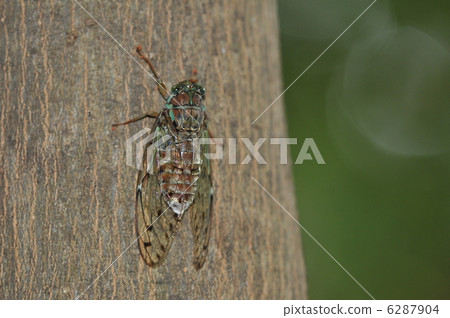 Hiragashi Hiragashi 6287904