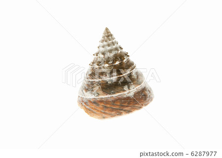 Tegula pfeifferi 6287977