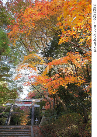 Ohgara神社的秋天 Ohgara神社的秋天 6288088