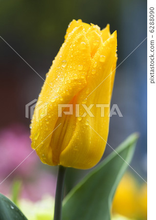 黃色鬱金香在雨天 黃色鬱金香在雨天 6288090