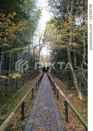 秋天高粱 6288336