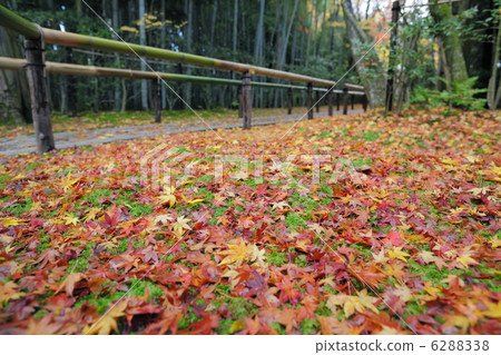 Autumn leaves of Takakura-in Temple 6288338