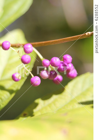 顯示玫瑰經 6288552