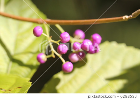 顯示玫瑰經 顯示玫瑰經 6288553