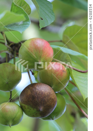 Shinaaburagiri Shinaaburagiri 6288554