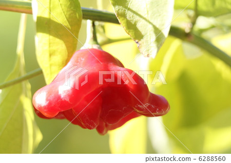 Capsicum UFO Peppers Capsicum UFO Peppers 6288560