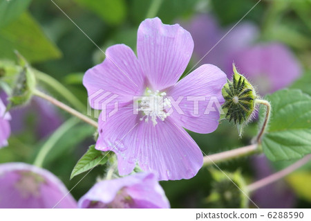 Anoda·Creistera 6288590