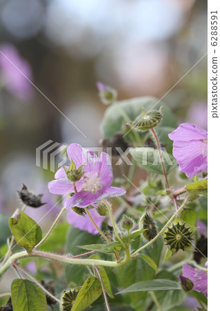 Anoda · Creistera 6288591