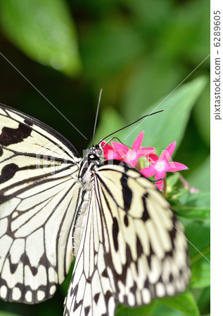 蝴蝶的天堂 6289605