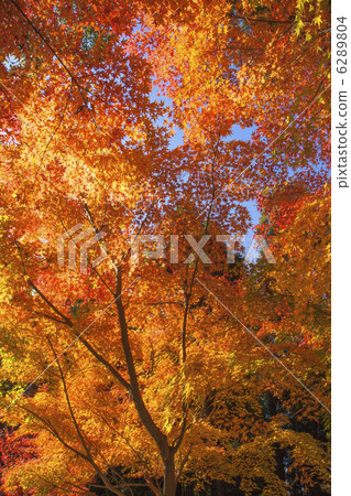 Fall of Akayama Zen master 6289804