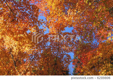 Fall of Akayama Zen master 6289806