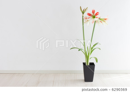 Amaryllis 6290369