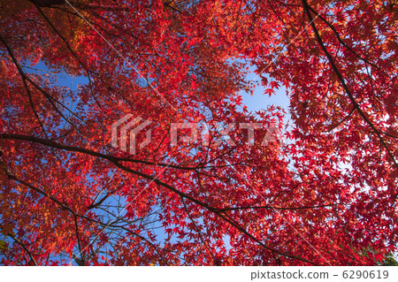 Momiji autumn leaves in Kyoto Momiji autumn leaves in Kyoto 6290619