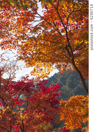 maple leaves 6290718