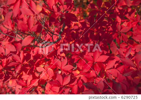 Autumn foliage of an eggplant 6290725