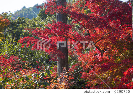 Maple of the Koetsuji garden 6290730