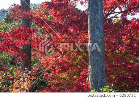 Maple of the Koetsuji garden Maple of the Koetsuji garden 6290731