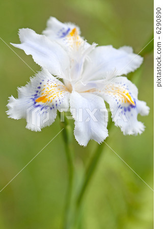 Shaga的花朵 6290890