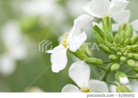Daikon flower 6290892